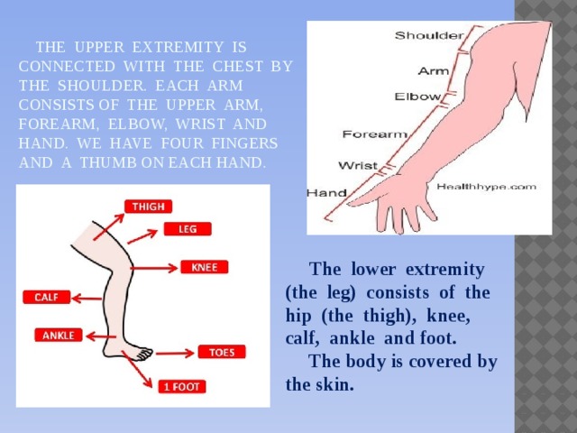 The upper extremity is connected with the chest by the shoulder. Each arm consists of the upper arm, forearm, elbow, wrist and hand. We have four fingers and a thumb on each hand.    The lower extremity (the leg) consists of the hip (the thigh), knee, calf, ankle and foot.  The body is covered by the skin.