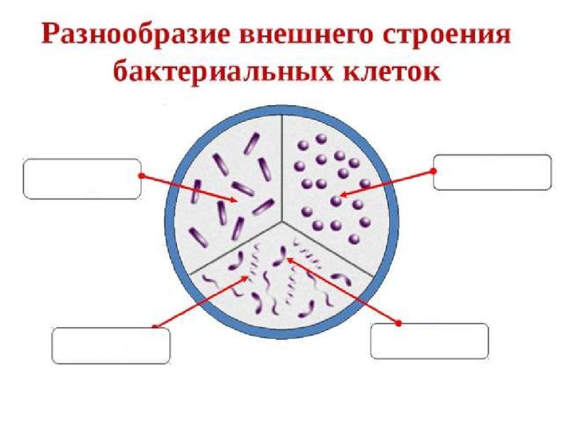 Огэ биология бактерии. Разнообразие внешнего строения бактериальных клеток. Задания по бактериям. Строение бактерии. Задания по строению бактерий.