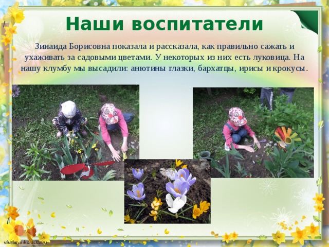 Наши воспитатели Зинаида Борисовна показала и рассказала, как правильно сажать и ухаживать за садовыми цветами. У некоторых из них есть луковица. На нашу клумбу мы высадили: анютины глазки, бархатцы, ирисы и крокусы .