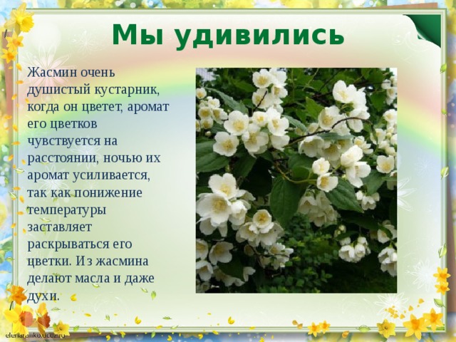 Цветок жасмин фото и описание