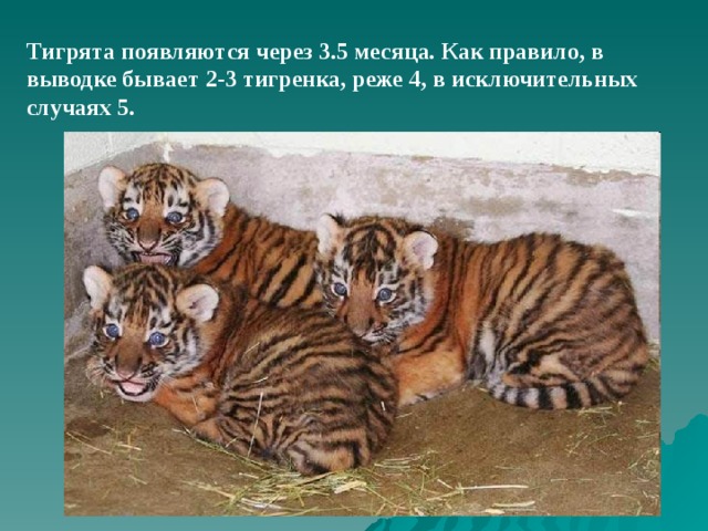 Тигрята появляются через 3.5 месяца. Как правило, в выводке бывает 2-3 тигренка, реже 4, в исключительных случаях 5.