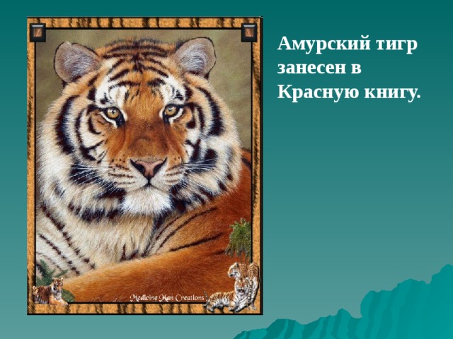 Амурский тигр занесен в Красную книгу.