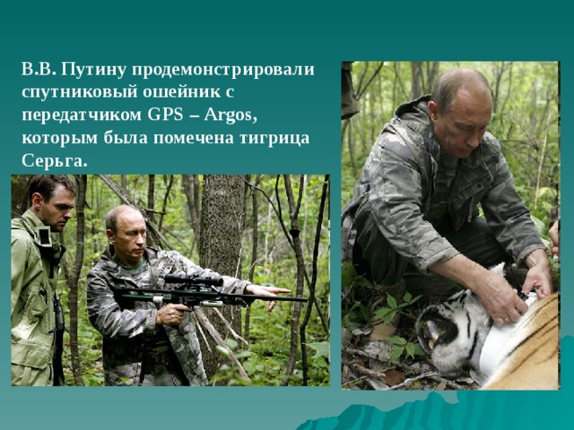 В.В. Путину продемонстрировали спутниковый ошейник с передатчиком GPS – Argos , которым была помечена тигрица Серьга.