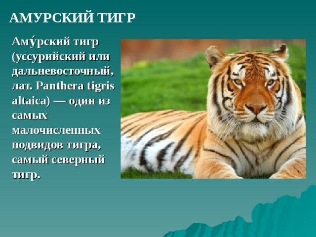 АМУРСКИЙ ТИГР Аму́рский тигр (уссурийский или дальневосточный, лат. Panthera tigris altaica) — один из самых малочисленных подвидов тигра, самый северный тигр.