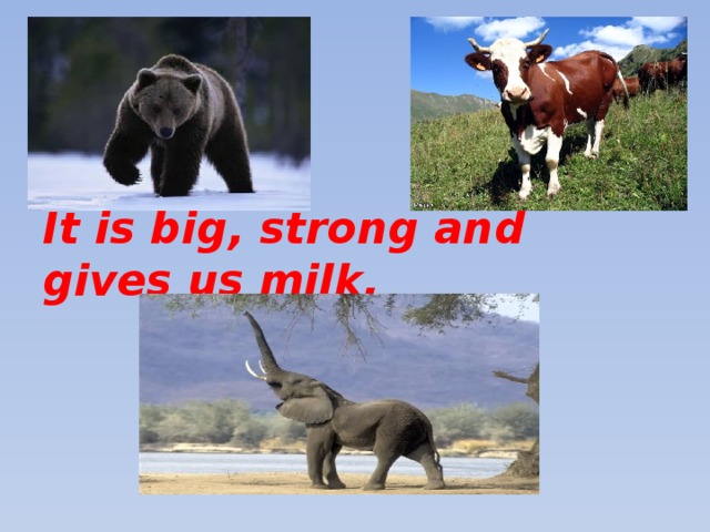 It is big, strong and gives us milk.