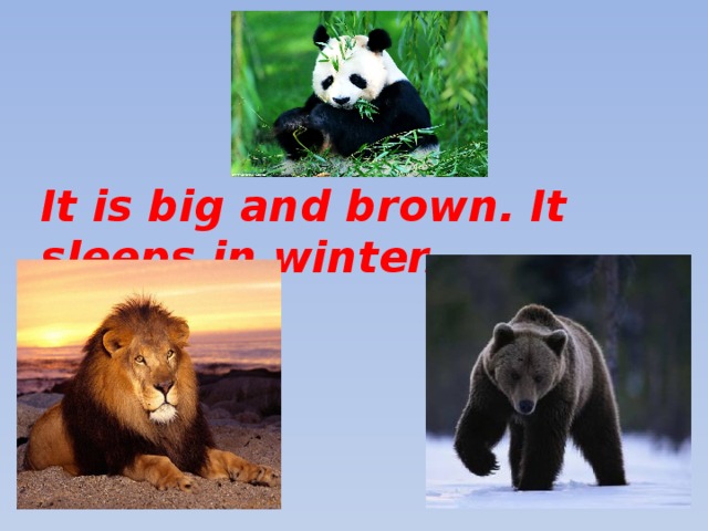 It is big and brown. It sleeps in winter.