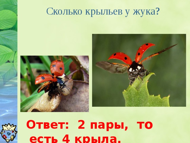 Сколько крыльев у жука?    Ответ: 2 пары, то есть 4 крыла.