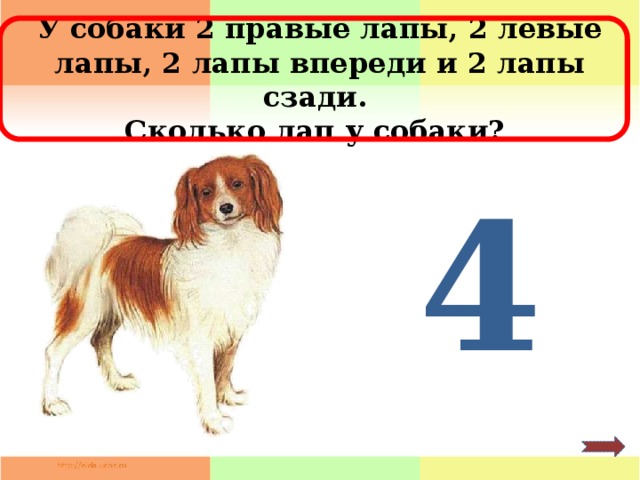 У собаки 2 правые лапы, 2 левые лапы, 2 лапы впереди и 2 лапы сзади. Сколько лап у собаки? 4