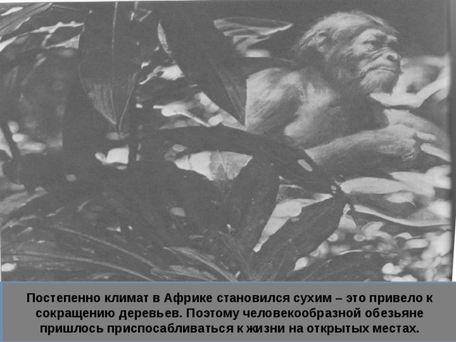 Большинство ученых считают, что у человека и обезьяны был общий предок, который жил в Африке – человекообразная обезьяна, жившая на деревьях. Постепенно климат в Африке становился сухим – это привело к сокращению деревьев. Поэтому человекообразной обезьяне пришлось приспосабливаться к жизни на открытых местах.