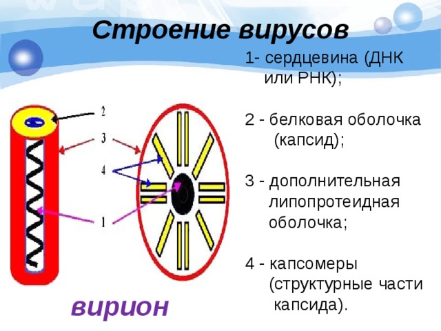 Строение вирусов 1- сердцевина (ДНК  или РНК); 2 - белковая оболочка  (капсид); 3 - дополнительная  липопротеидная  оболочка; 4 - капсомеры  (структурные части  капсида). вирион