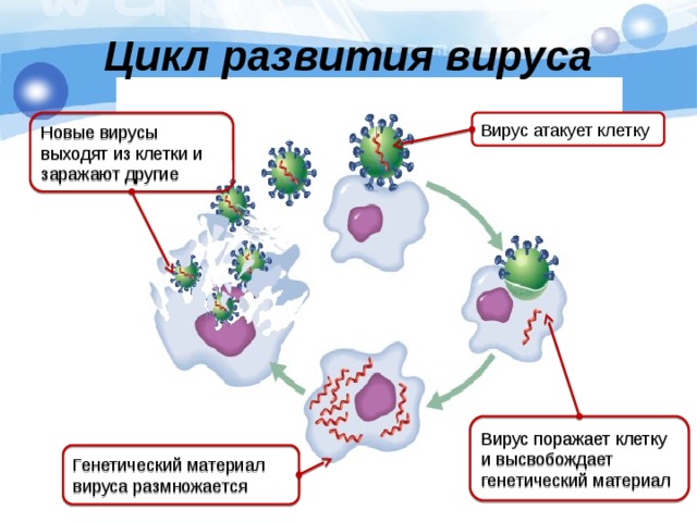 Цикл развития вируса Вирус атакует клетку Новые вирусы выходят из клетки и заражают другие Проникая в клетку, вирус начинает синтез своих белков и репликацию вирусной ДНК, используя рибосомы, тРНК и ферменты клетки-хозяина. Вирусные частицы размножаются, клетка хозяин погибает. Вирус поражает новые клетки. В случае если генетическим аппаратом вируса является РНК, вначале идет процесс обратной транскрипции (синтез ДНК на матрице РНК), а далее – как у ДНК-содержащих вирусов. Вирус поражает клетку и высвобождает генетический материал Генетический материал вируса размножается