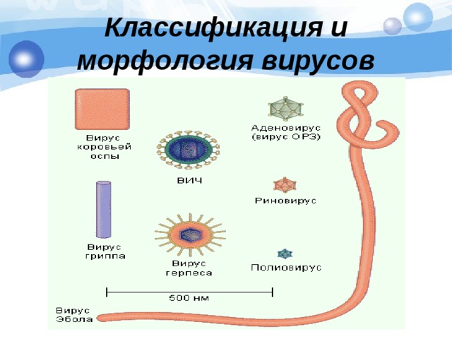 Классификация и морфология вирусов