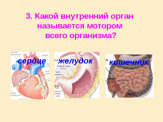 3. Какой внутренний орган называется мотором всего организма? сердце желудок кишечник