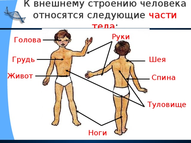 К внешнему строению человека относятся следующие  части тела : Руки Голова Шея Грудь Живот Спина Туловище  Ноги