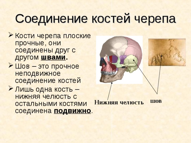 Соединение костей черепа Кости черепа плоские прочные, они соединены друг с другом швами . Шов – это прочное неподвижное соединение костей Лишь одна кость – нижняя челюсть с остальными костями соединена подвижно . шов Нижняя челюсть