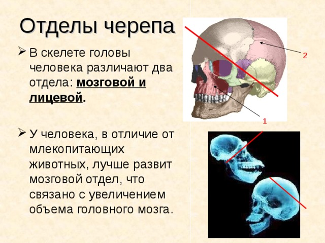Отделы черепа В скелете головы человека различают два отдела: мозговой и лицевой .  У человека, в отличие от млекопитающих животных, лучше развит мозговой отдел, что связано с увеличением объема головного мозга. 2 1