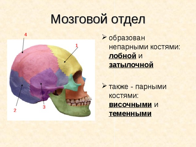 Мозговой отдел 4 образован непарными костями: лобной и затылочной  также - парными костями: височными и теменными 1 3 2