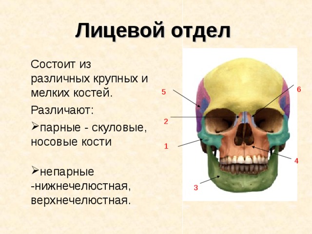 Лицевой отдел  Состоит из различных крупных и мелких костей. Различают: парные - скуловые, носовые кости  непарные -нижнечелюстная, верхнечелюстная. 6 5 2 1 4 3