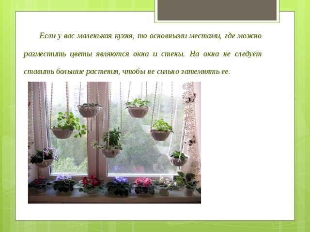 Если у вас маленькая кухня, то основными местами, где можно разместить цветы являются окна и стены. На окна не следует ставить большие растения, чтобы не сильно затемнять ее.