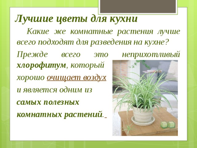 Лучшие цветы для кухни    Какие же комнатные рас­тения лучше всего подходят для разведения на кухне? Прежде всего это неприхот­ливый хлорофитум , который хорошо  очищает воздух   и является одним из  самых полезных комнатных растений .