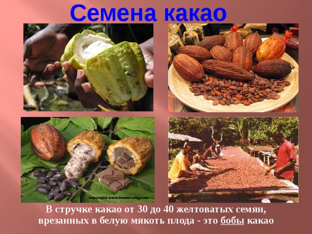 Семена какао В стручке какао от 30 до 40 желтоватых семян, врезанных в белую мякоть плода - это бобы какао
