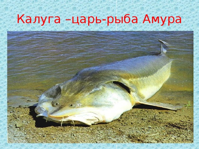 Калуга –царь-рыба Амура