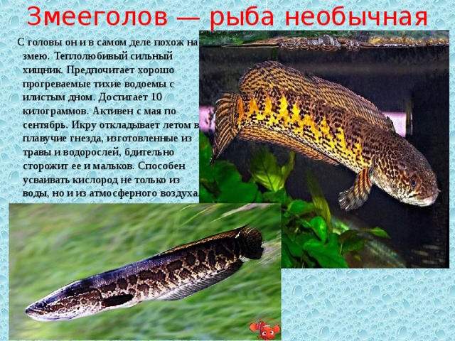 Рыба похожая на змею речная в россии название и фото