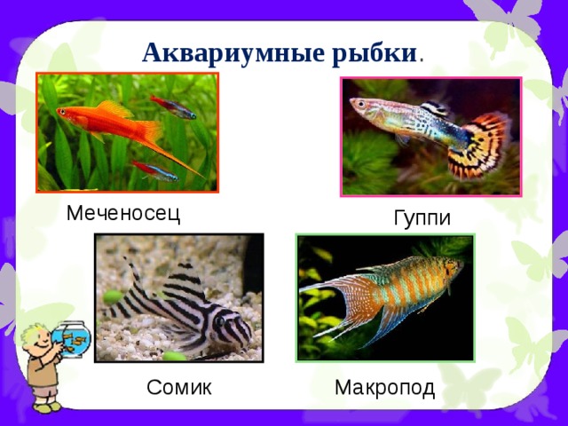 Аквариумные рыбки . Меченосец Гуппи Сомик Макропод