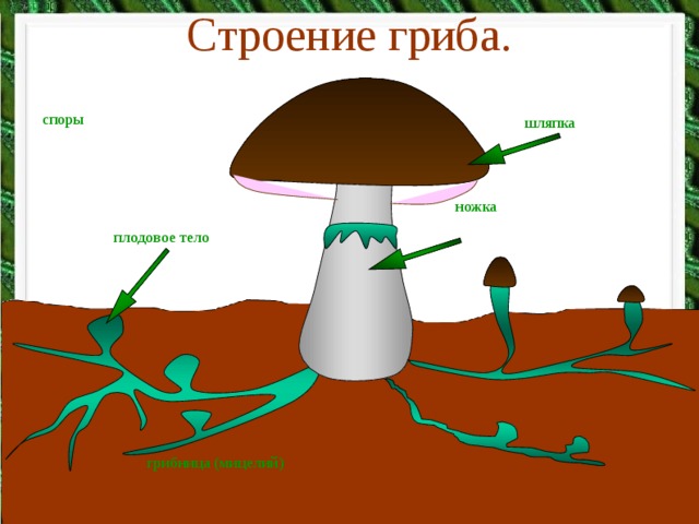 Строение гриба. споры шляпка ножка плодовое тело грибница (мицелий)
