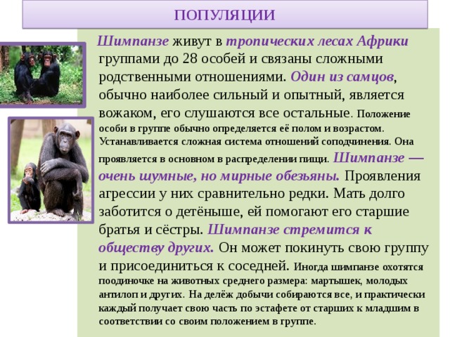 ПОПУЛЯЦИИ  Шимпанзе живут в тропических лесах Африки группами до 28 особей и связаны сложными родственными отношениями. Один из самцов , обычно наиболее сильный и опытный, является вожаком, его слушаются все остальные . Положение особи в группе обычно определяется её полом и возрастом. Устанавливается сложная система отношений соподчинения. Она проявляется в основном в распределении пищи . Шимпанзе — очень шумные, но мирные обезьяны. Проявления агрессии у них сравнительно редки. Мать долго заботится о детёныше, ей помогают его старшие братья и сёстры. Шимпанзе стремится к обществу других. Он может покинуть свою группу и присоединиться к соседней. Иногда шимпанзе охотятся поодиночке на животных среднего размера: мартышек, молодых антилоп и других. На делёж добычи собираются все, и практически каждый получает свою часть по эстафете от старших к младшим в соответствии со своим положением в группе.