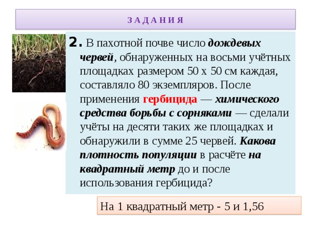 Дождевой червь какая биологическая наука. Питание дождевых червей. Дождевой червь относится к классу. Сколько живут червяки дождевые.