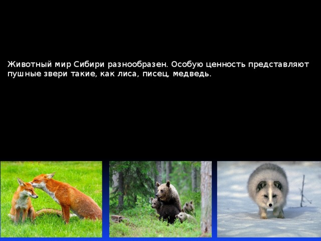 Животный мир Сибири разнообразен. Особую ценность представляют пушные звери такие, как лиса, писец, медведь.