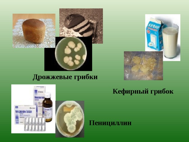 Дрожжевые грибки Кефирный грибок Пенициллин