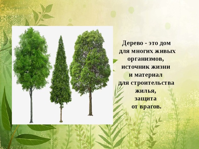 Дерево - это дом  для многих живых организмов, источник жизни и материал для строительства жилья, защита от врагов.