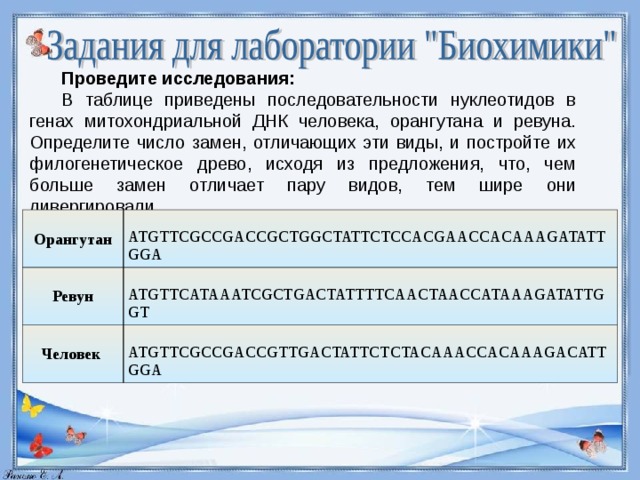 Проведите исследования: В таблице приведены последовательности нуклеотидов в генах митохондриальной ДНК человека, орангутана и ревуна. Определите число замен, отличающих эти виды, и постройте их филогенетическое древо, исходя из предложения, что, чем больше замен отличает пару видов, тем шире они дивергировали. Орангутан Ревун   ATGTTCGCCGACCGCTGGCTATTCTCCACGAACCACAAAGATATTGGA Человек     ATGTTCATAAATCGCTGACTATTTTCAACTAACCATAAAGATATTGGT   ATGTTCGCCGACCGTTGACTATTCTCTACAAACCACAAAGACATTGGA