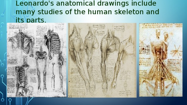 Leonardo's anatomical drawings include many studies of the human skeleton and its parts.