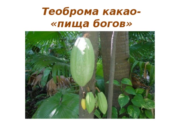 Теоброма какао-  «пища богов»