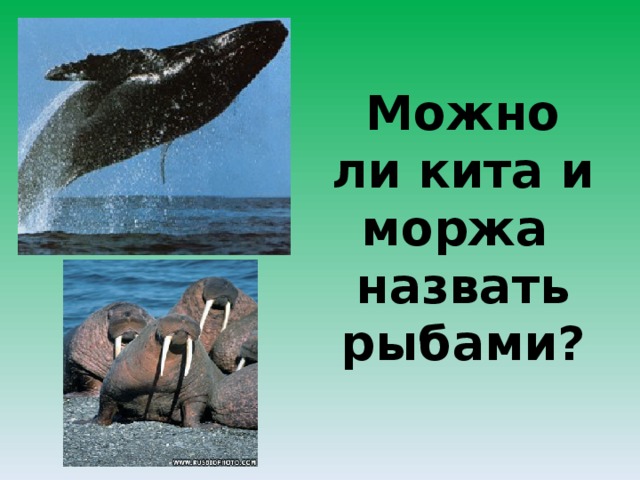 Можно ли кита и моржа назвать рыбами? 2