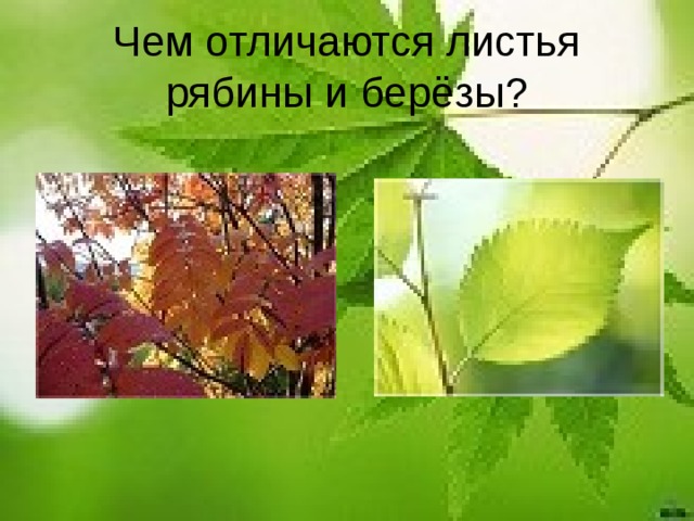 Чем отличаются листья рябины и берёзы?
