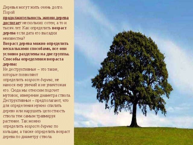 Какое дерево называют деревом жизни