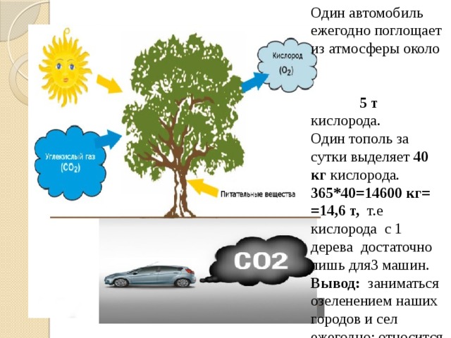 Деревья дают воздух. Деревья поглощают углекислый ГАЗ. Деревья выделяют кислород. Сколько дерево поглощает углекислого газа. Деревья очищают воздух.