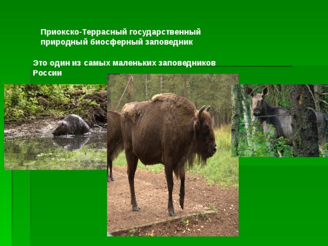 Приокско-Террасный государственный природный биосферный заповедник Это один из самых маленьких заповедников России