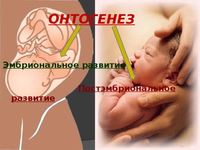 ОНТОГЕНЕЗ   Эмбриональное развитие   Постэмбриональное развитие