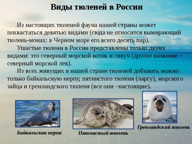 Виды тюленей в России  Из настоящих тюленей фауна нашей страны может похвастаться девятью видами (сюда не относится вымирающий тюлень-монах: в Черном море его всего десять пар).  Ушастые тюлени в России представлены только двумя видами: это северный морской котик и сивуч (другое название – северный морской лев).  Из всех живущих в нашей стране тюленей добывать можно только байкальскую нерпу, пятнистого тюленя (ларгу), морского зайца и гренландского тюленя (все они –настоящие). Гренландский тюлень Байкальская нерпа Пятнистый тюлень