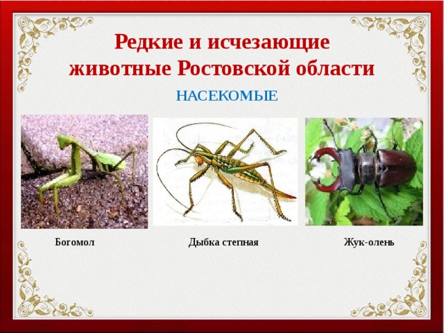 Редкие и исчезающие животные Ростовской области НАСЕКОМЫЕ Богомол Дыбка степная Жук-олень