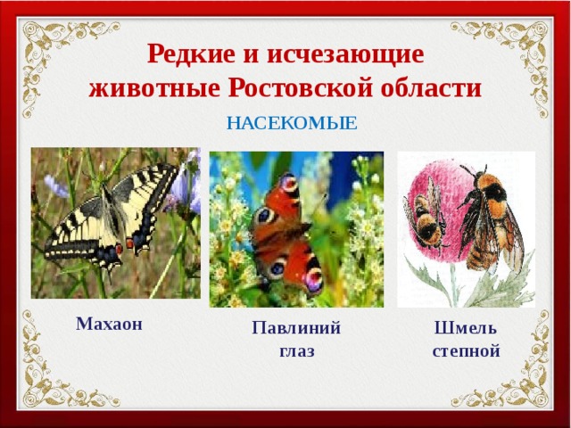 Редкие и исчезающие животные Ростовской области НАСЕКОМЫЕ Махаон Павлиний глаз Шмель степной