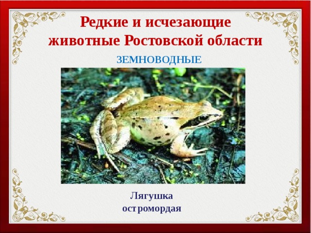 Редкие и исчезающие животные Ростовской области ЗЕМНОВОДНЫЕ Лягушка остромордая