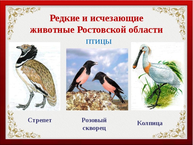 Редкие и исчезающие животные Ростовской области ПТИЦЫ Стрепет Розовый скворец Колпица