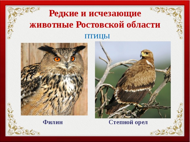 Редкие и исчезающие животные Ростовской области ПТИЦЫ Филин Степной орел