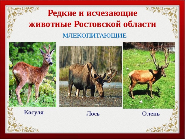 Редкие и исчезающие животные Ростовской области МЛЕКОПИТАЮЩИЕ Косуля Лось Олень